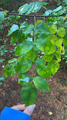 Zanthoxylum