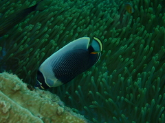 Chaetodon reticulatus