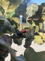 Disholcaspis mellifica