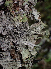 Platismatia norvegica
