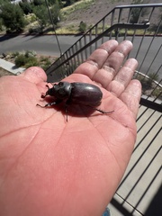Strategus aloeus
