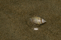 Olivella semistriata