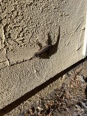 Sceloporus occidentalis