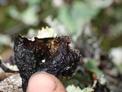 Platismatia norvegica