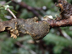 Sticta fuliginosa