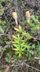 Lilium philadelphicum