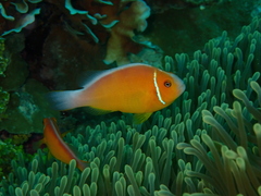 Amphiprion perideraion