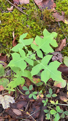 Polymnia canadensis