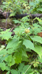 Polymnia canadensis