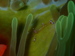 Ancylomenes sarasvati