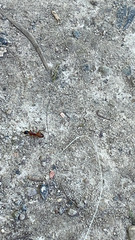Camponotus americanus