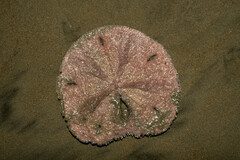 Encope micropora