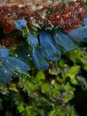 Clavelina moluccensis