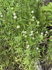 Spermacoce verticillata