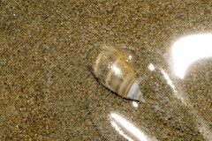 Olivella semistriata