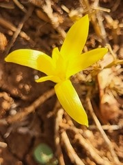 Sternbergia colchiciflora