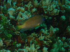 Plectroglyphidodon johnstonianus