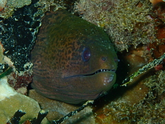 Gymnothorax javanicus