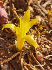 Sternbergia colchiciflora