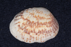 Gafrarium pectinatum