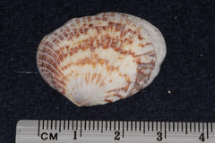 Gafrarium pectinatum