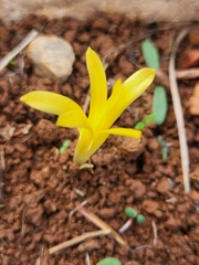 Sternbergia colchiciflora