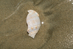 Semicassis centiquadrata