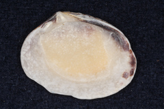 Gafrarium pectinatum