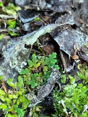 Azolla