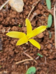 Sternbergia colchiciflora