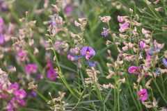 Swainsona campylantha