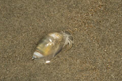 Olivella semistriata