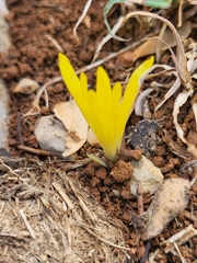 Sternbergia colchiciflora