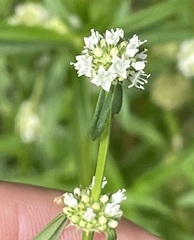Spermacoce verticillata