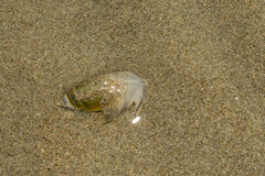 Olivella semistriata