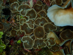 Palythoa heliodiscus