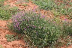 Swainsona campylantha