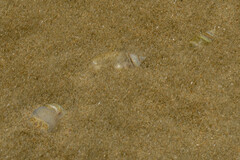 Olivella semistriata