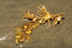 Sargassum