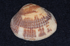 Veneroidea