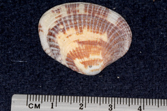 Veneroidea