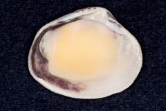 Veneroidea