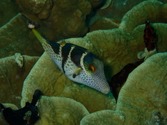 Canthigaster valentini