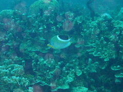 Chaetodon ephippium
