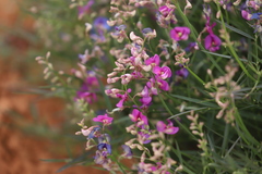 Swainsona campylantha