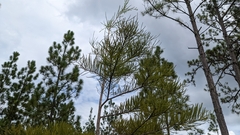Taxodiomyia