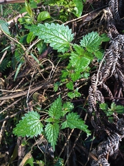 Urtica incisa