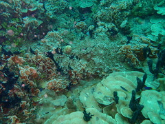 Palythoa heliodiscus