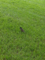 Sturnus vulgaris