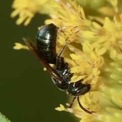 Ceratina calcarata